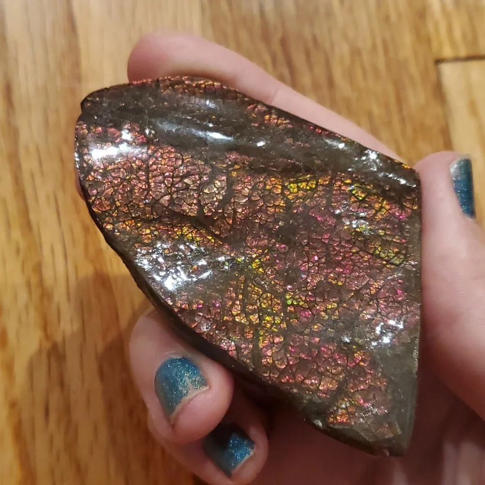 Ammolite fossil lot - Picture 4 of 12